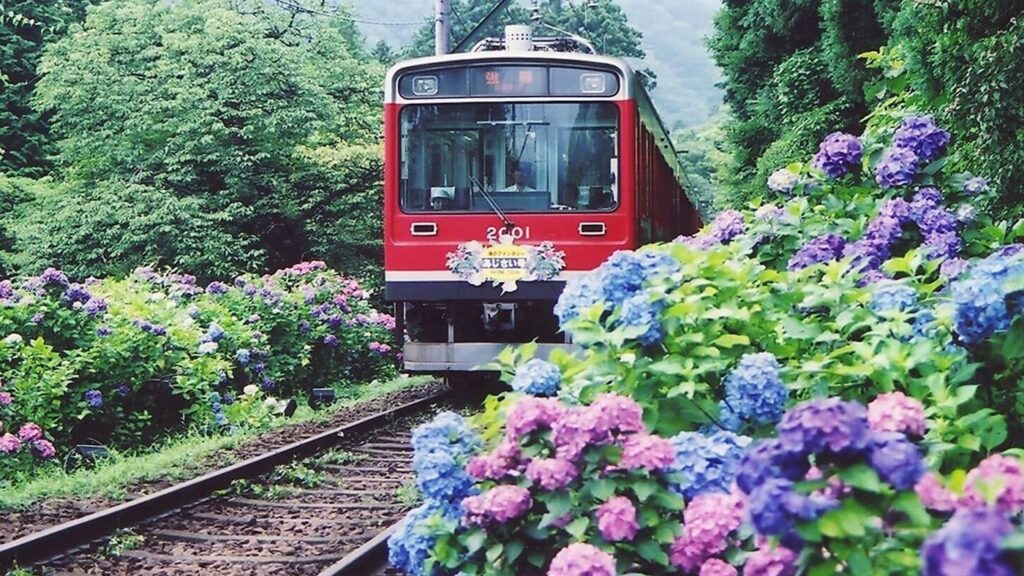 箱根登山鉄道のあじさい電車(強羅環翠楼の周辺)