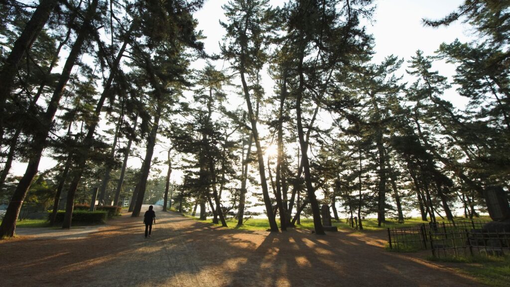 天橋立の松並木(天橋立温泉 対橋楼の周辺)
